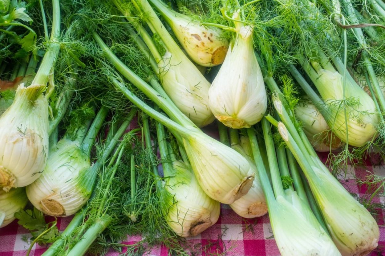 Фенхель овощной Корвет