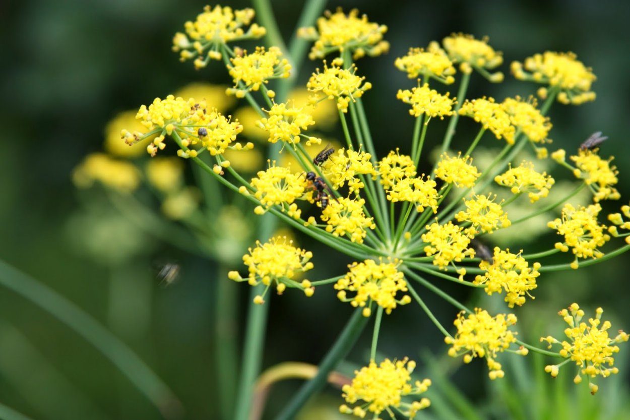 Фенхель обыкновенный