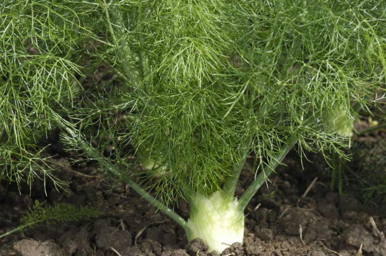 Фенхель дикий