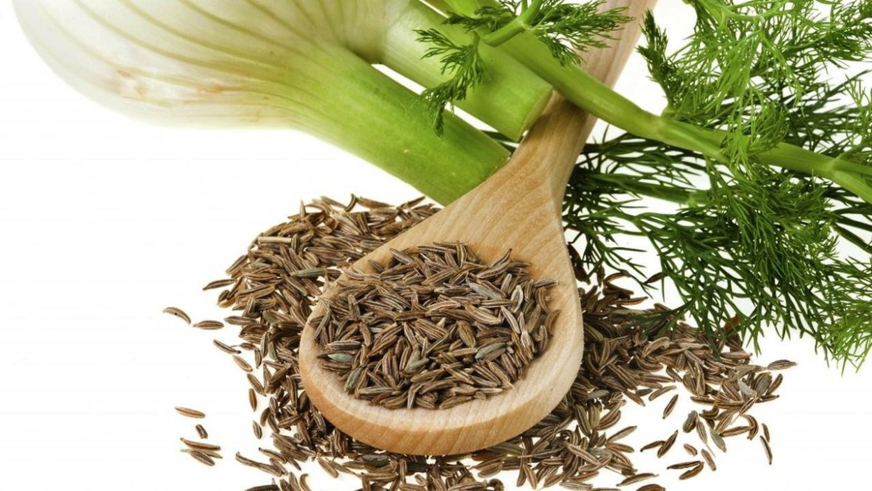 Фенхель обыкновенный (укроп аптечный)