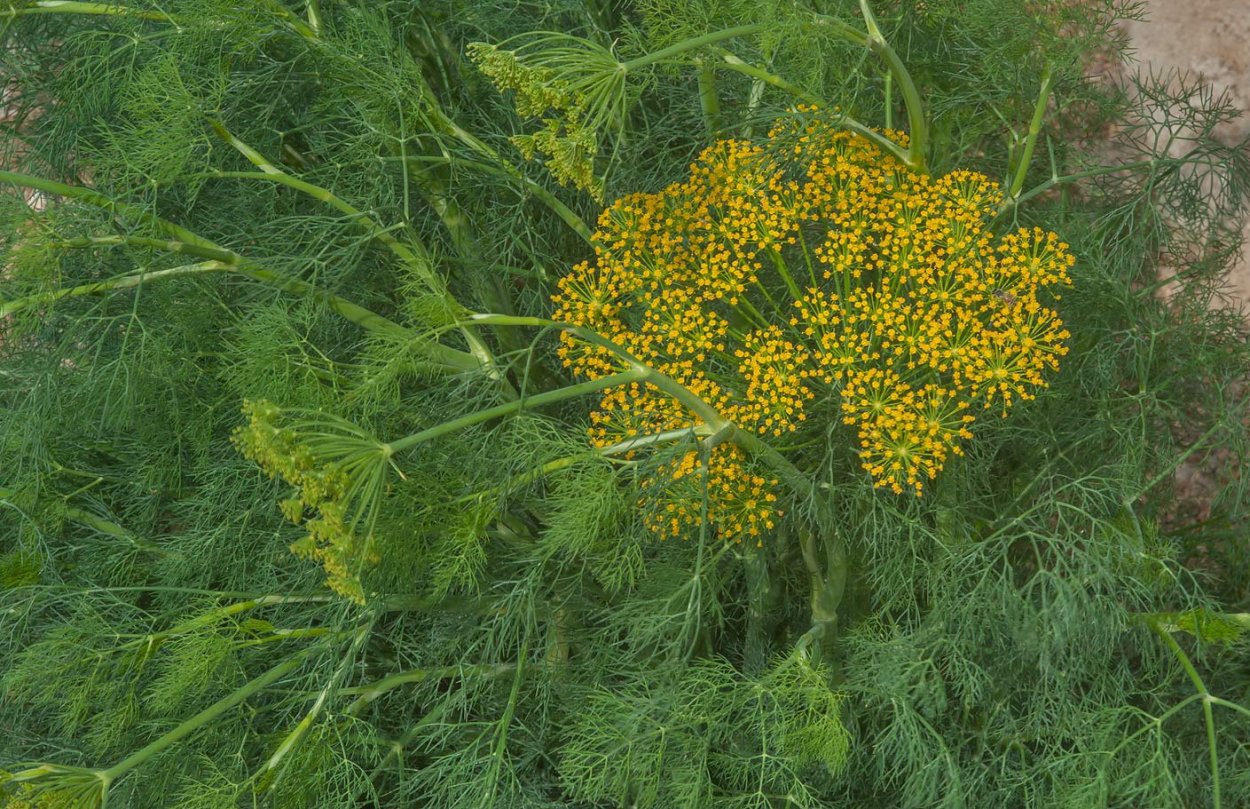 Фенхель DOTERRA