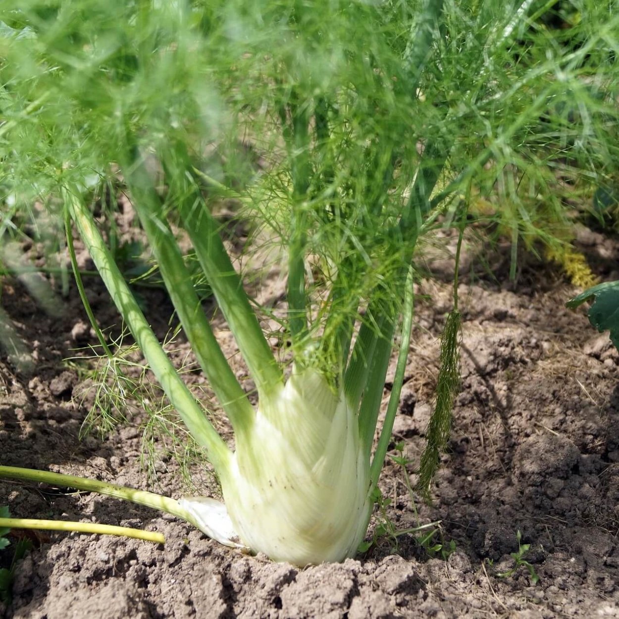 Фенхель семена