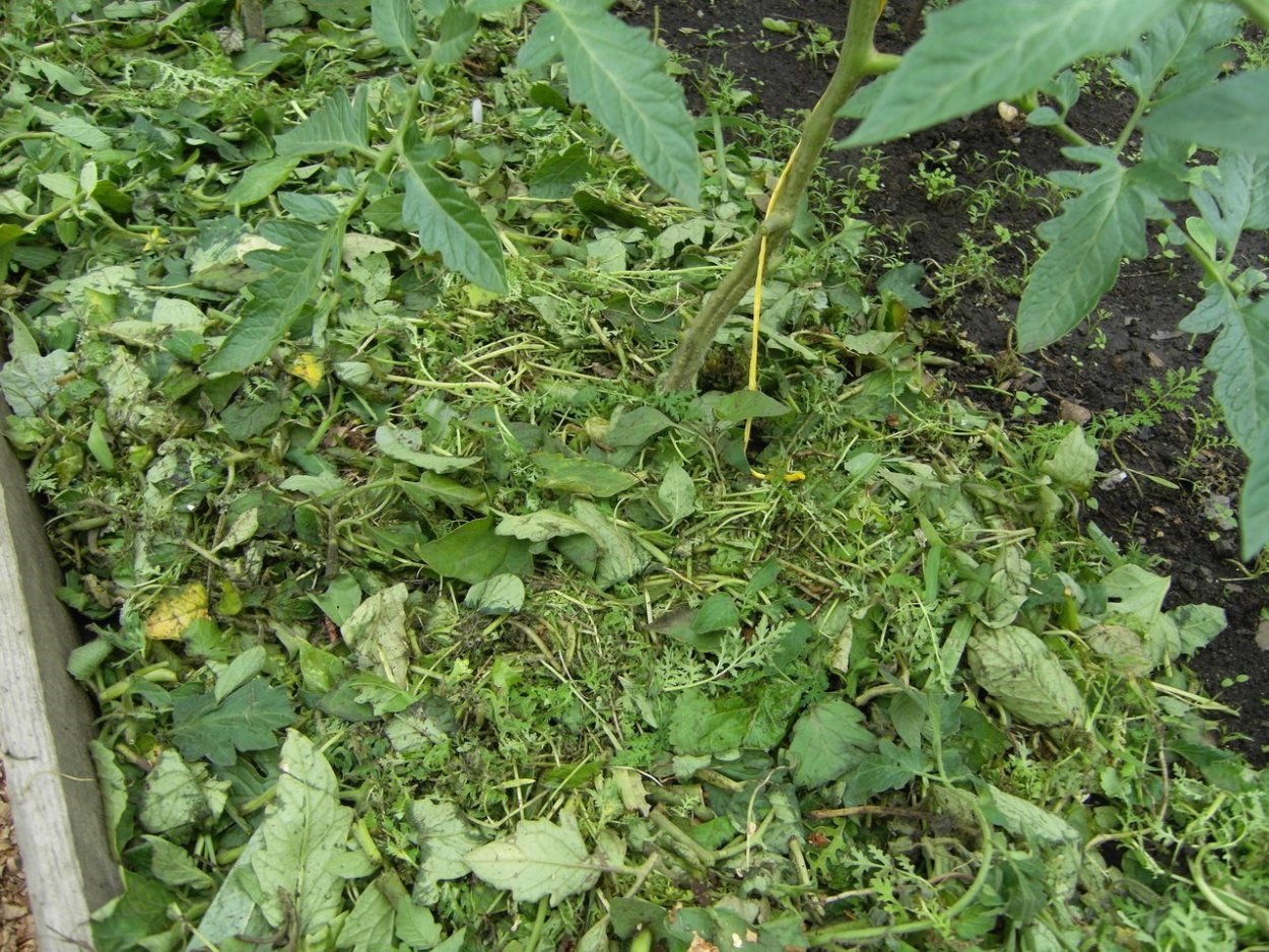 Мульчирование картофеля крапивой