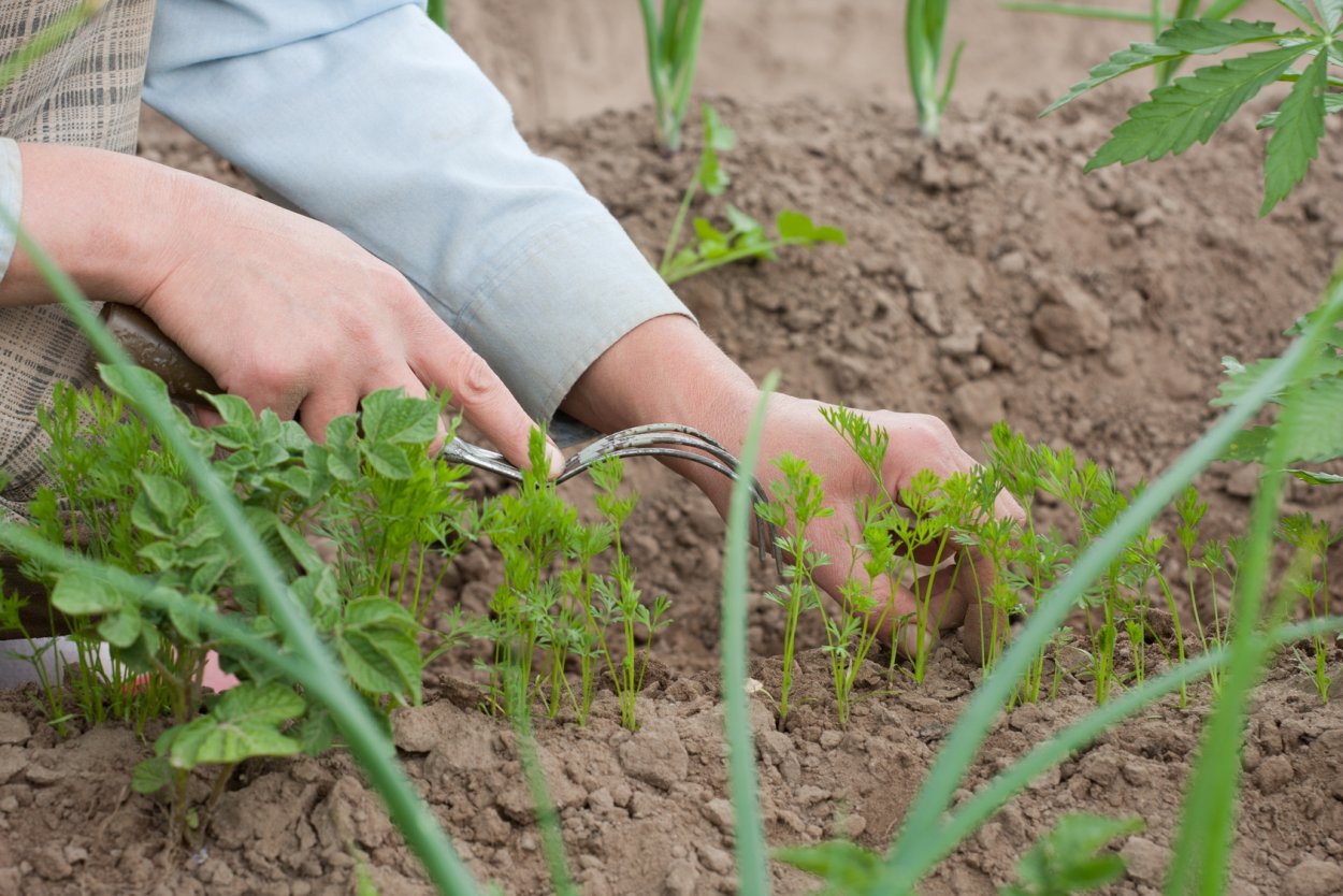 Прополка Пастернака