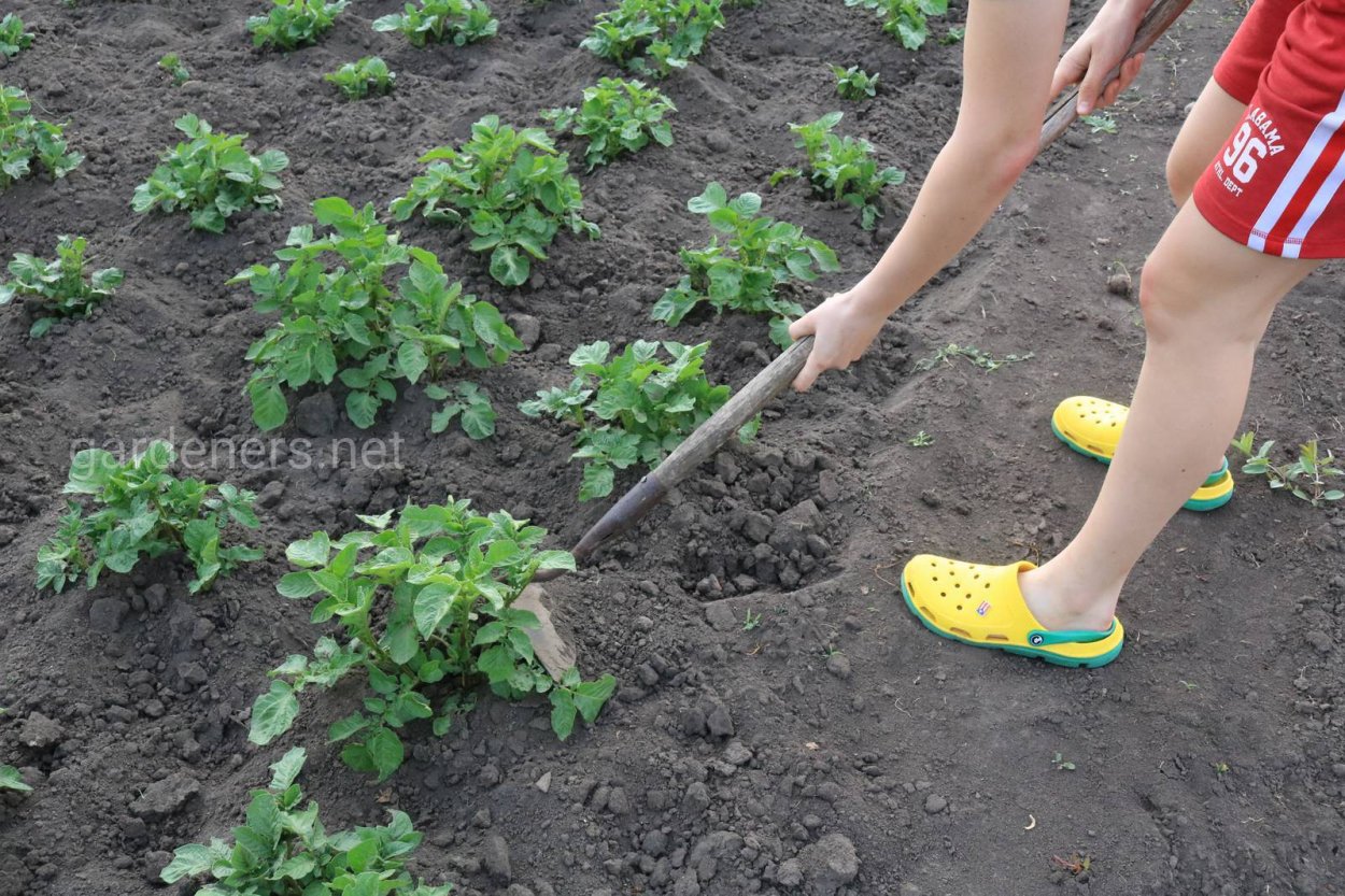 Полоть картошку