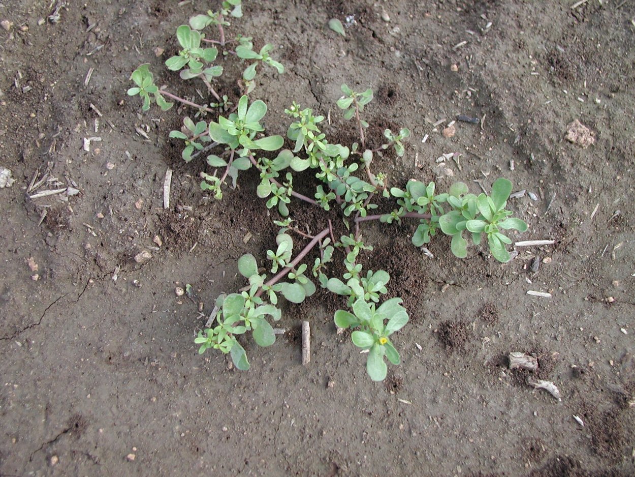 Рассада портулака огородного