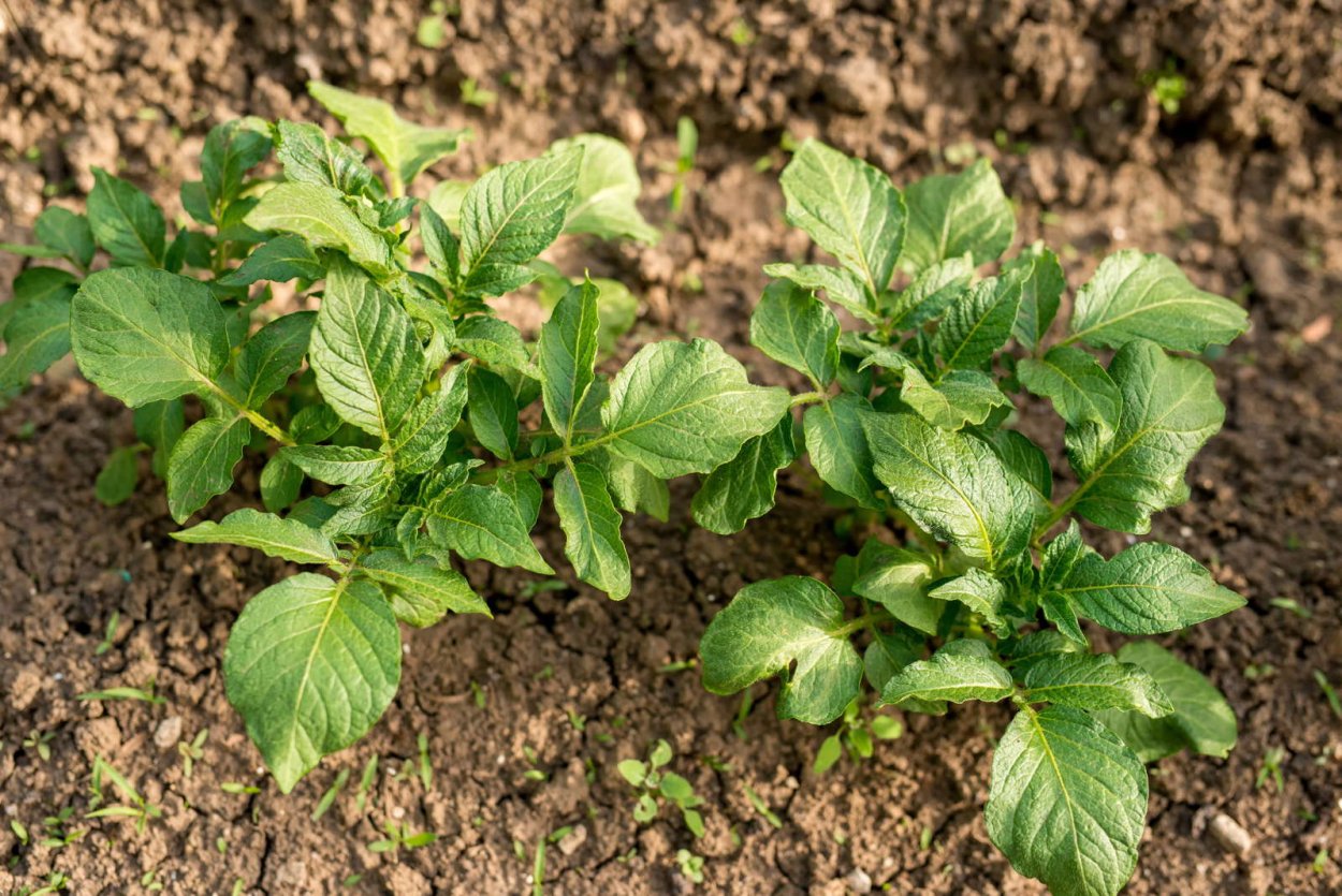 Сорняки картофеля