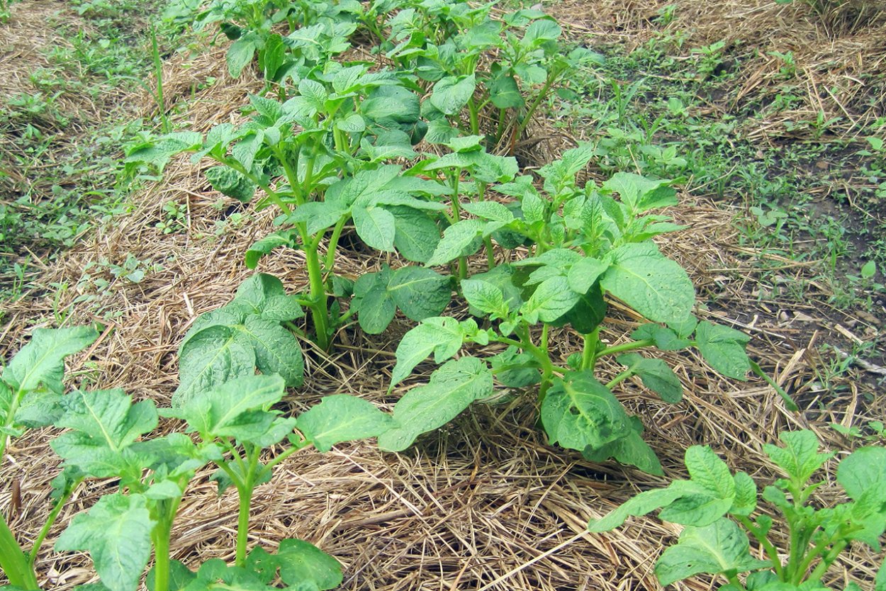 Сорняки картофеля