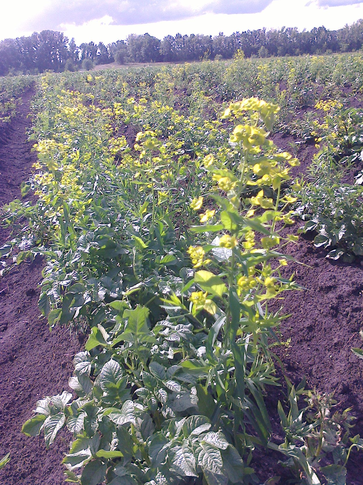 Сорняк на картошке