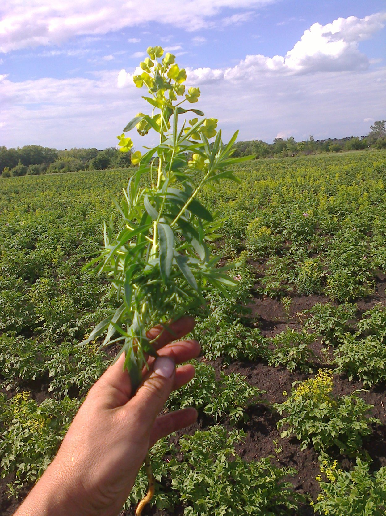 Сорняк на картошке