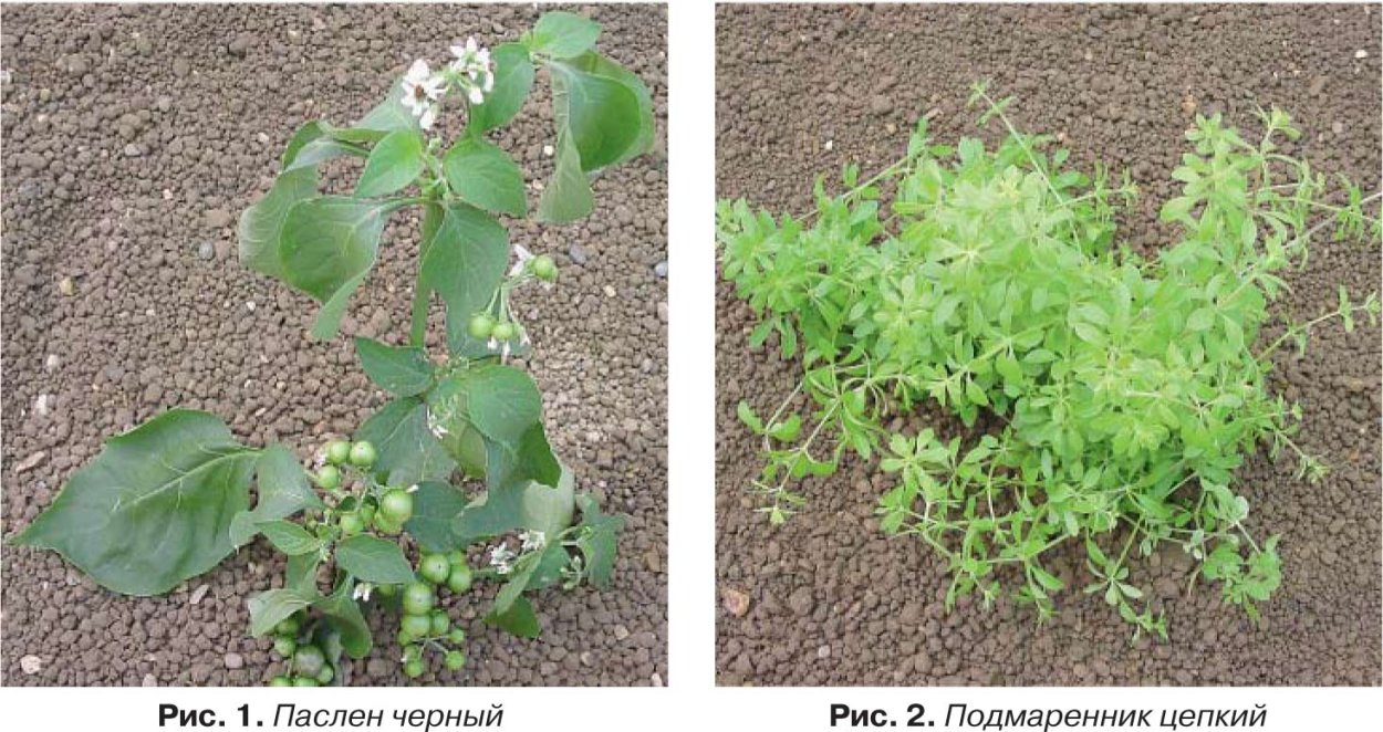 Сорняки картофеля