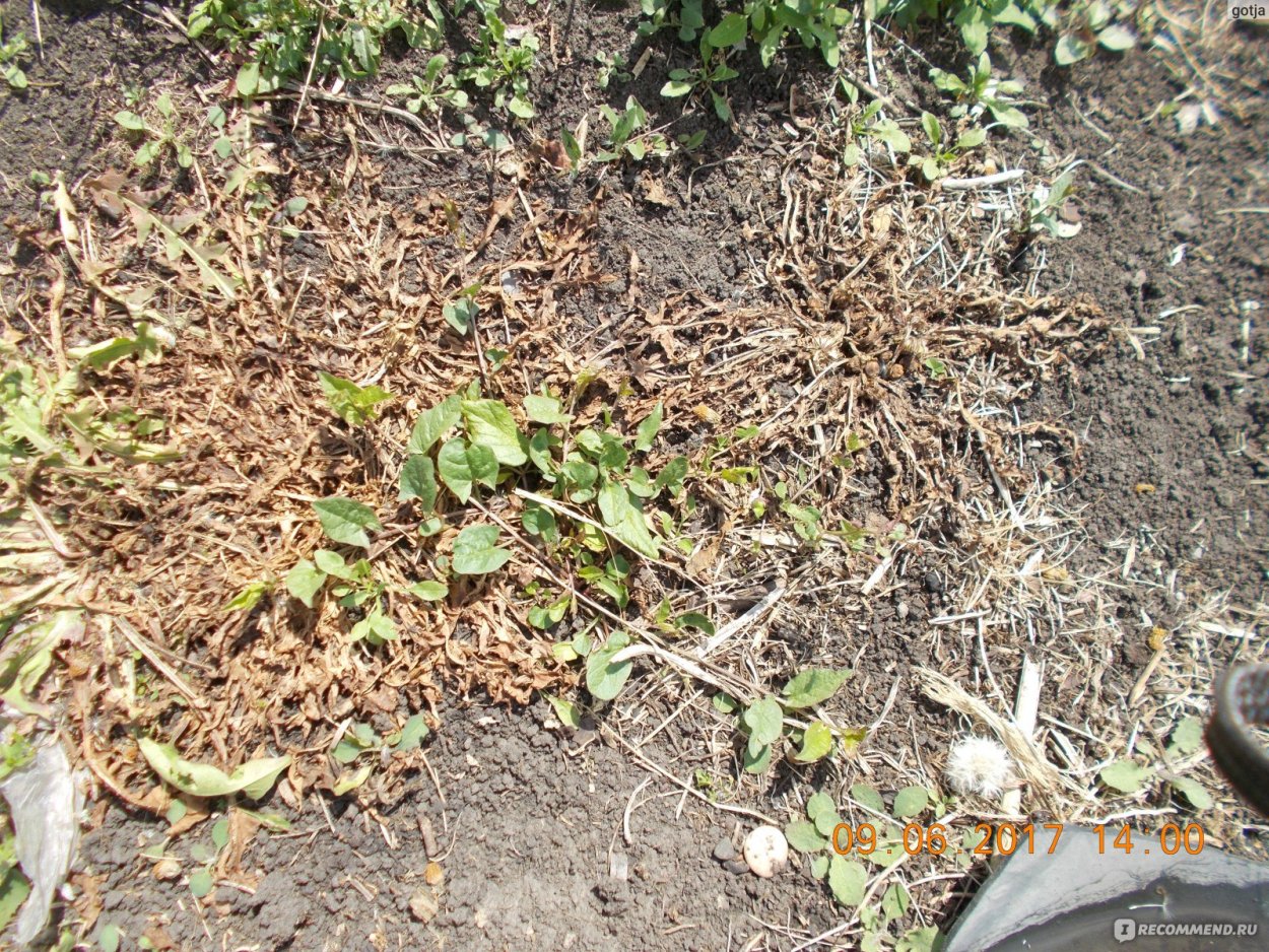 Сорняки на картофельном поле