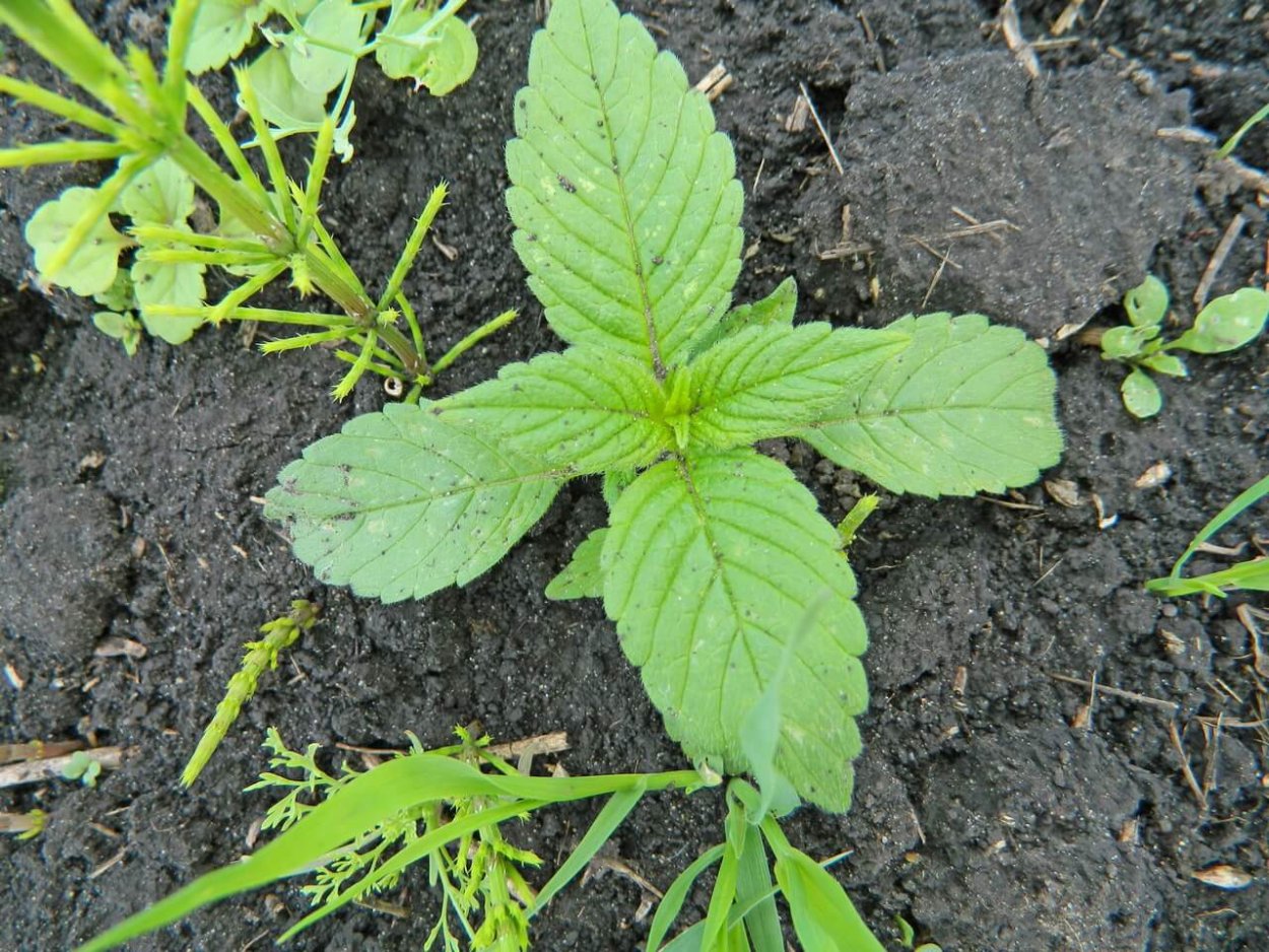 Пикульник сорняк