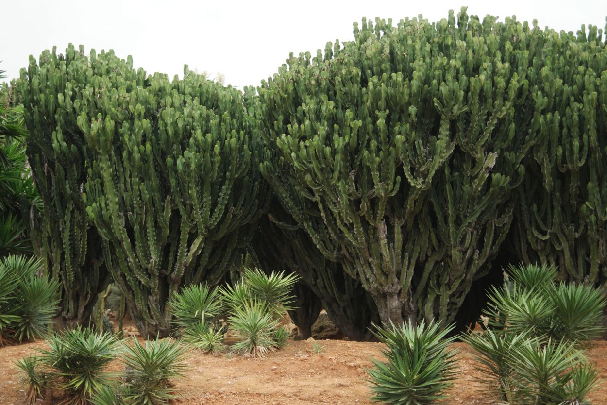 Молочай канделябровый Euphorbia candelabrum