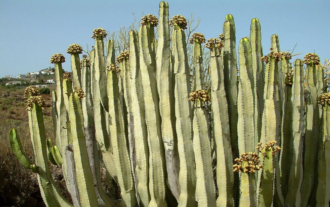 Молочай Канарский Euphorbia canariensis