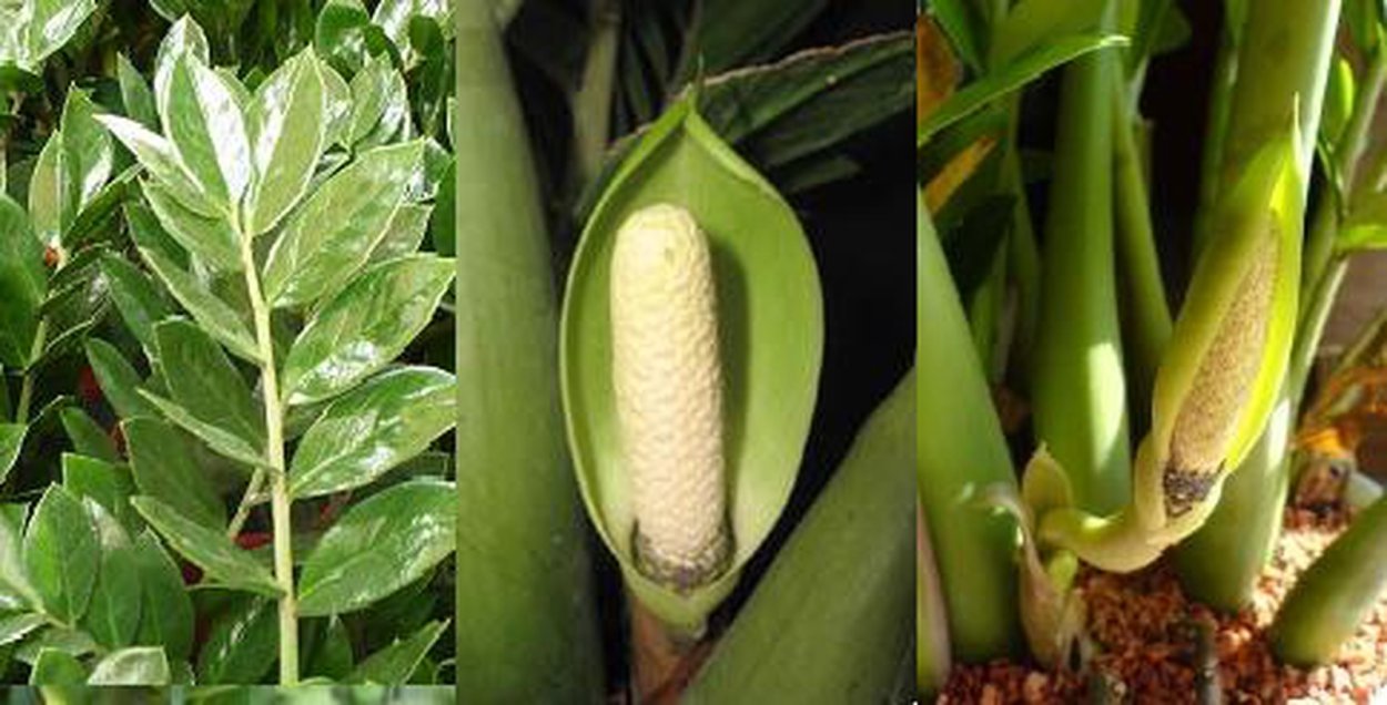 Замиокулькас замиелистный