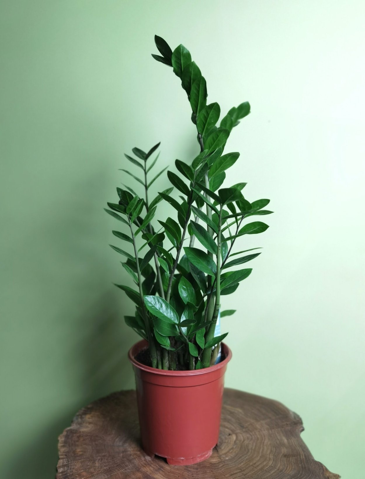 Замиокулькас цветет