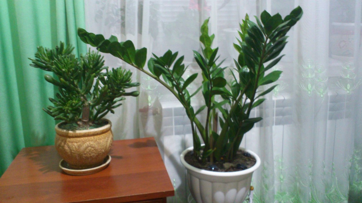 Замиокулькас замиелистный