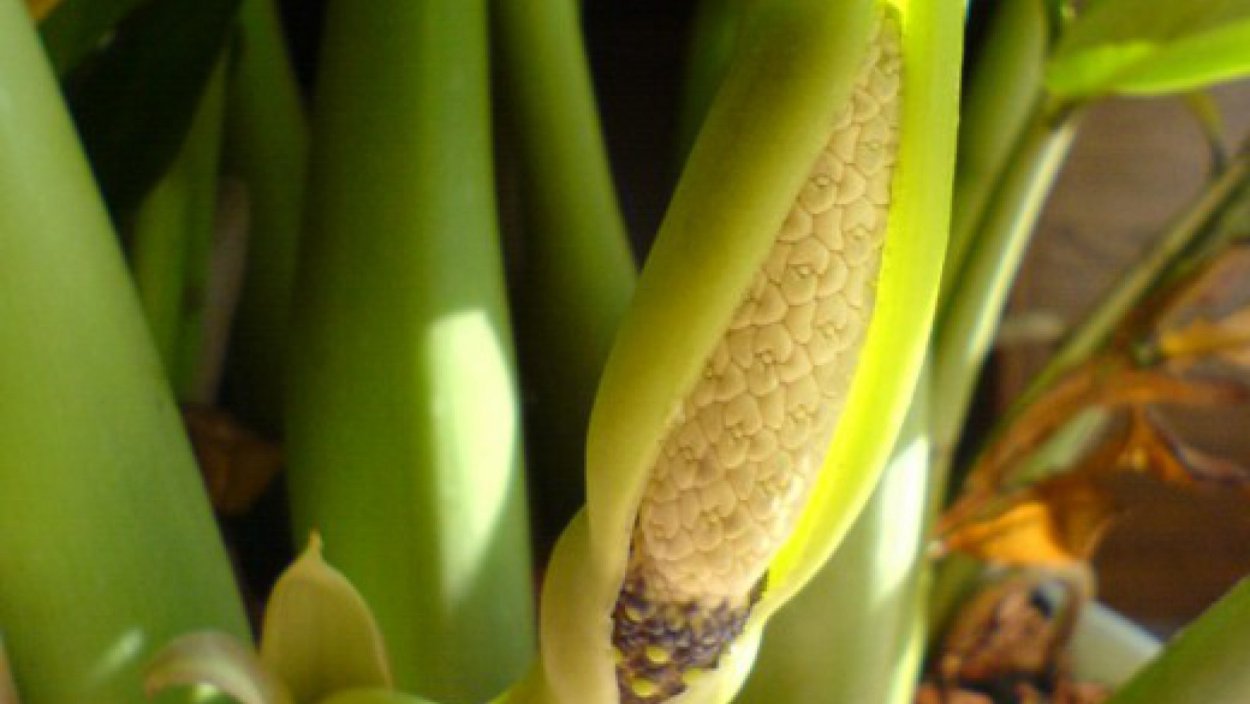 Долларовая Пальма