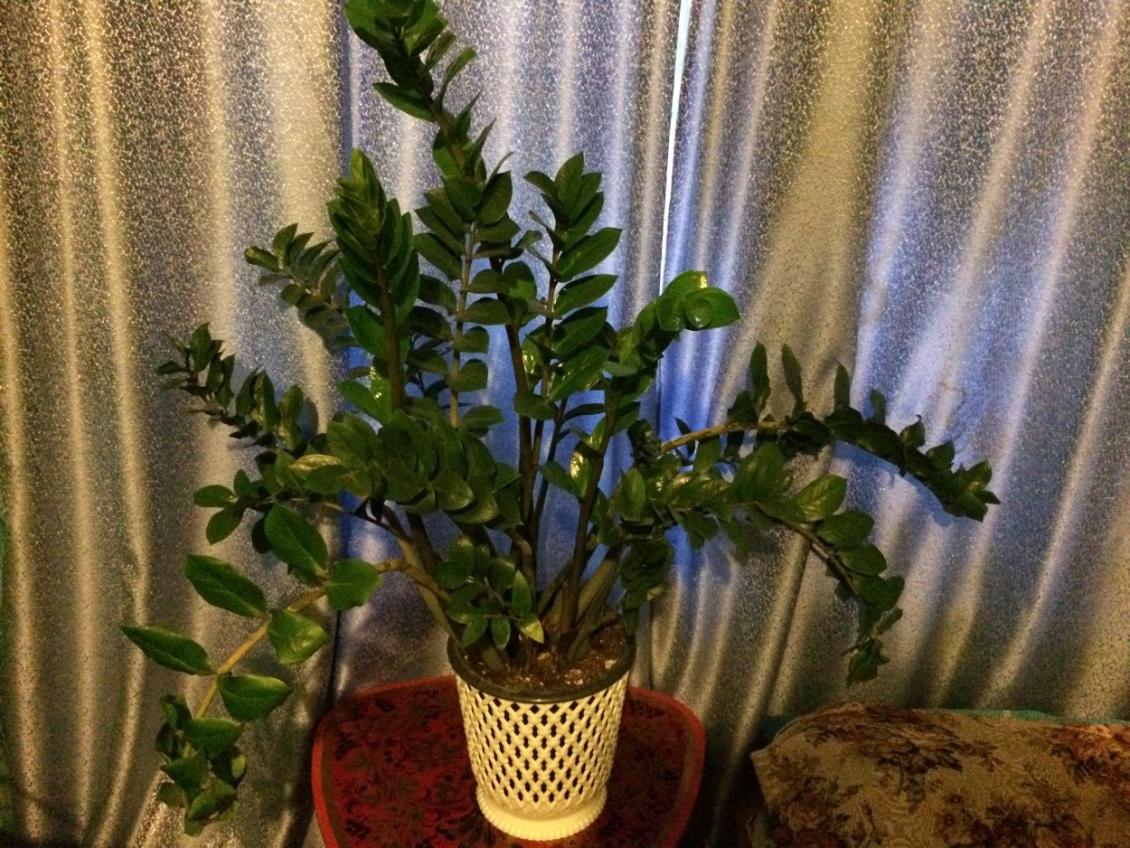 Комнатный цветок замиокулькас