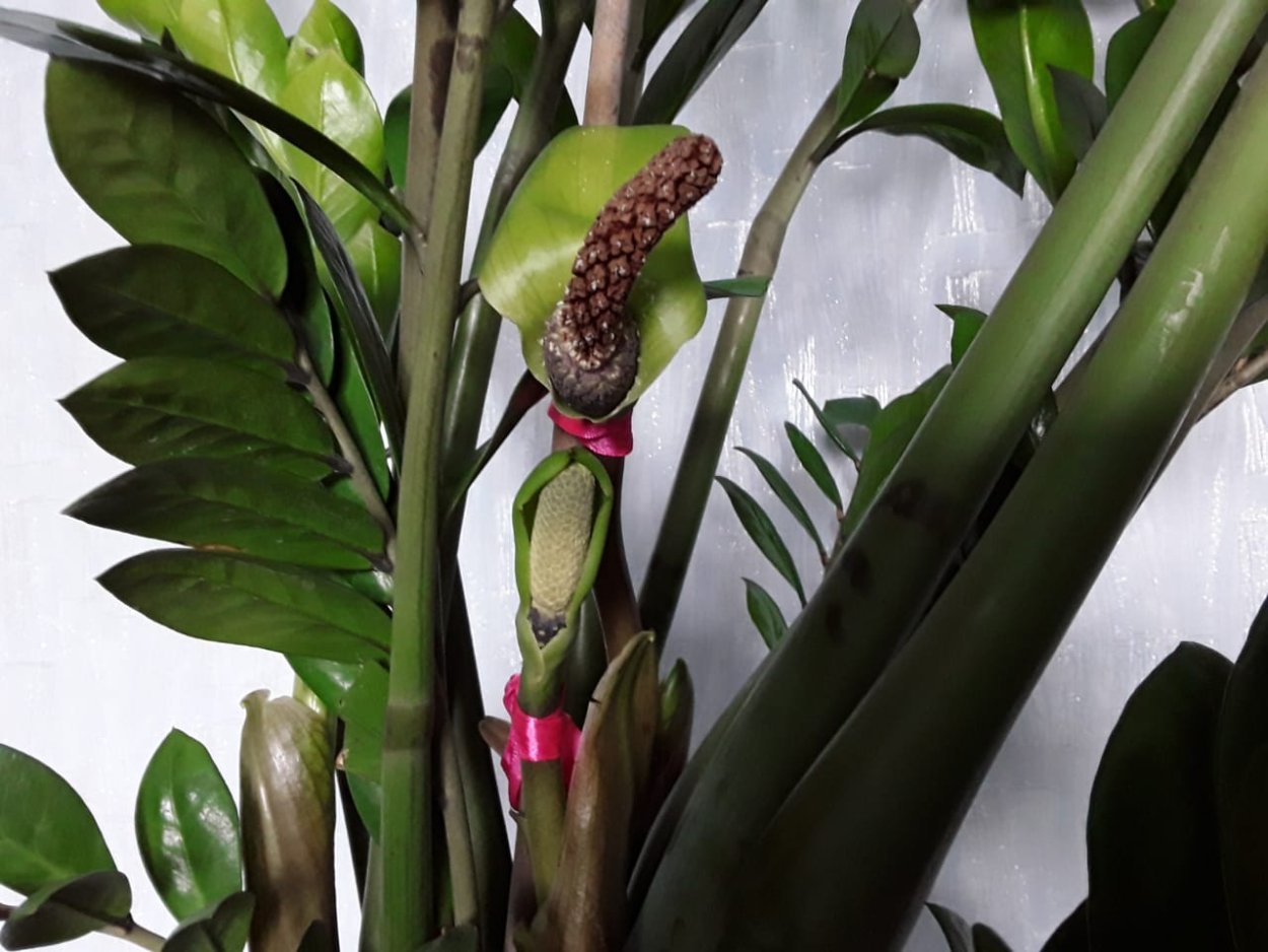 Замиокулькас ланцетовидный