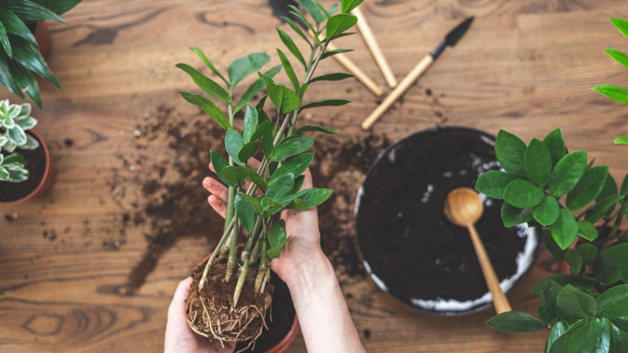 Соцветие замиокулькаса