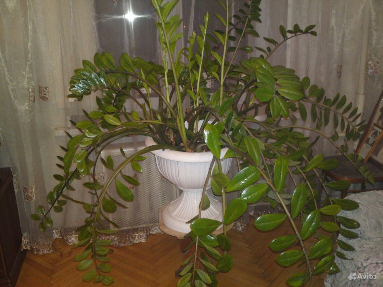 Замиокулькас цветок цветет