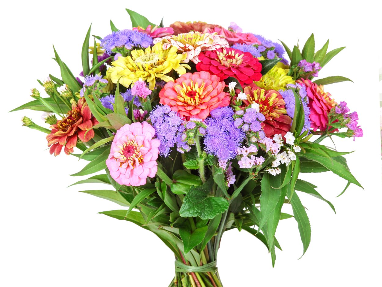 Букет из астр и циний на 1 сентября