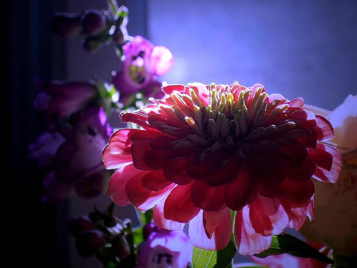 В букете циннии цветок