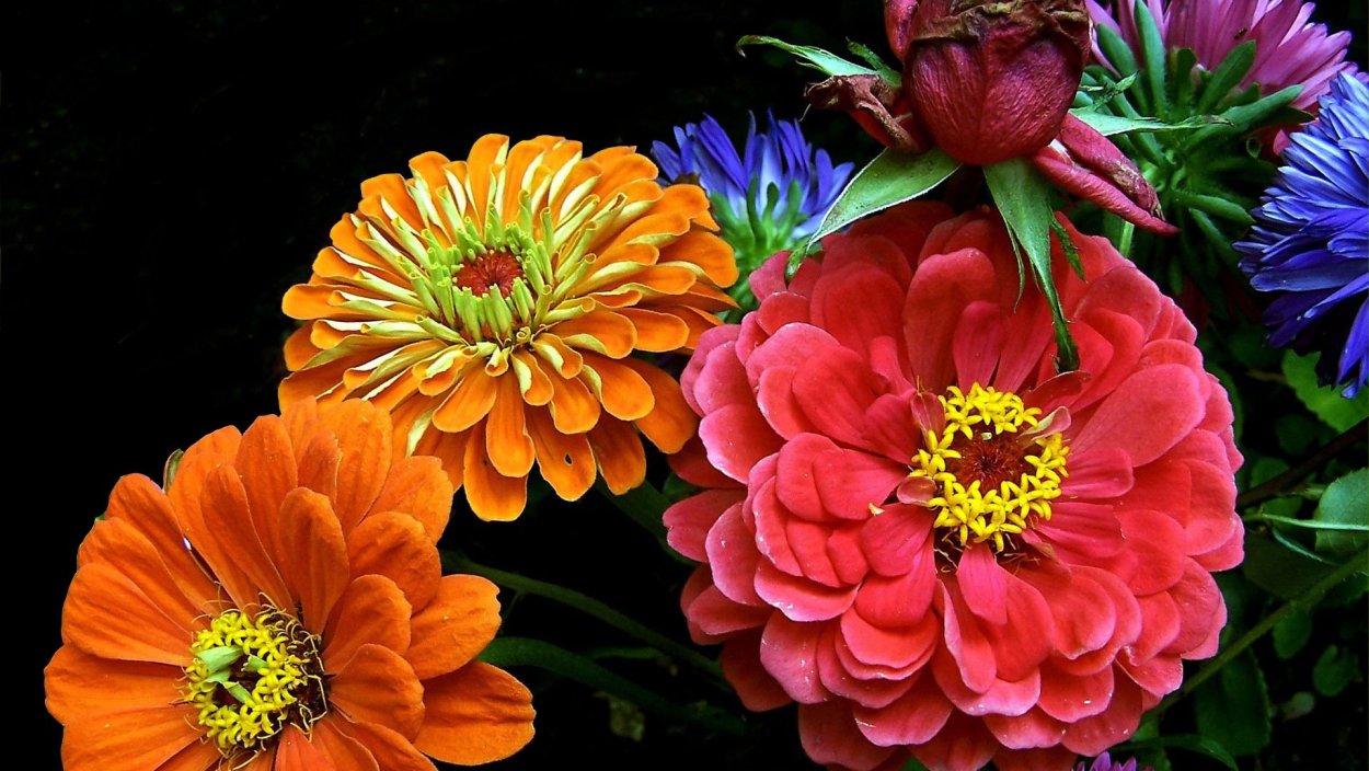 Циния Букетная