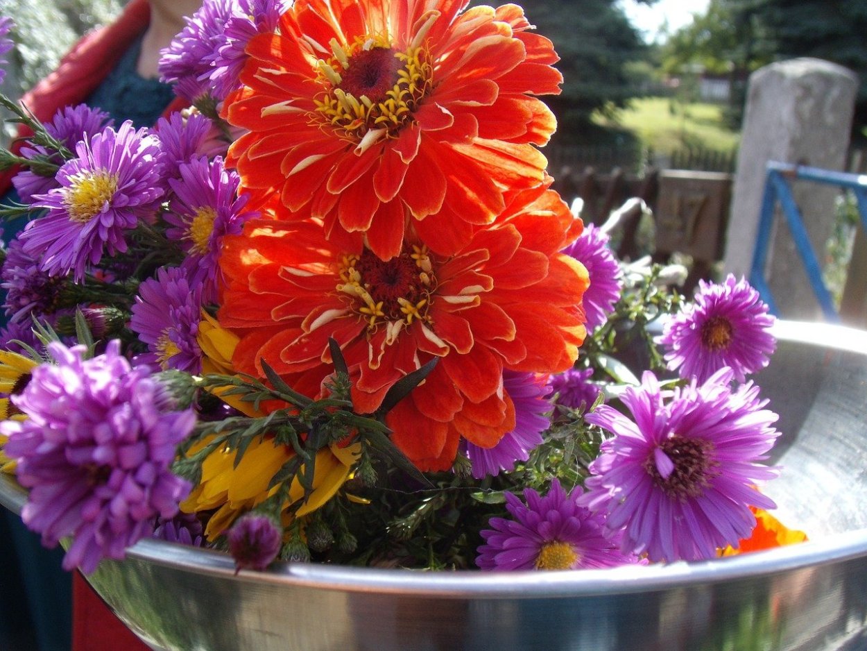 Георгины, хризантемы, циннии.