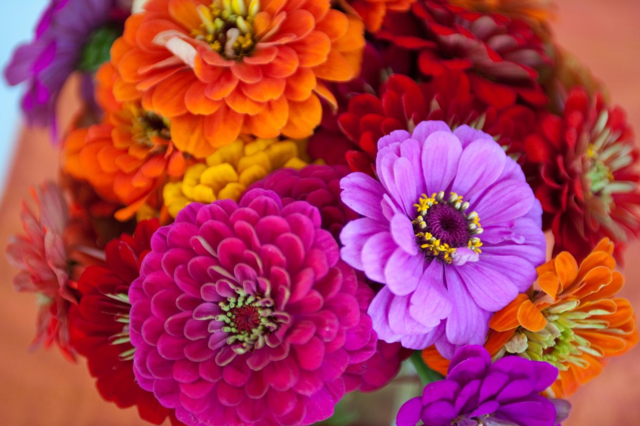 Букет астры и цинии