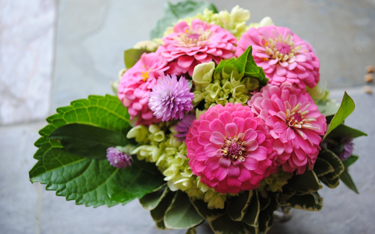 Георгины и цинии букет