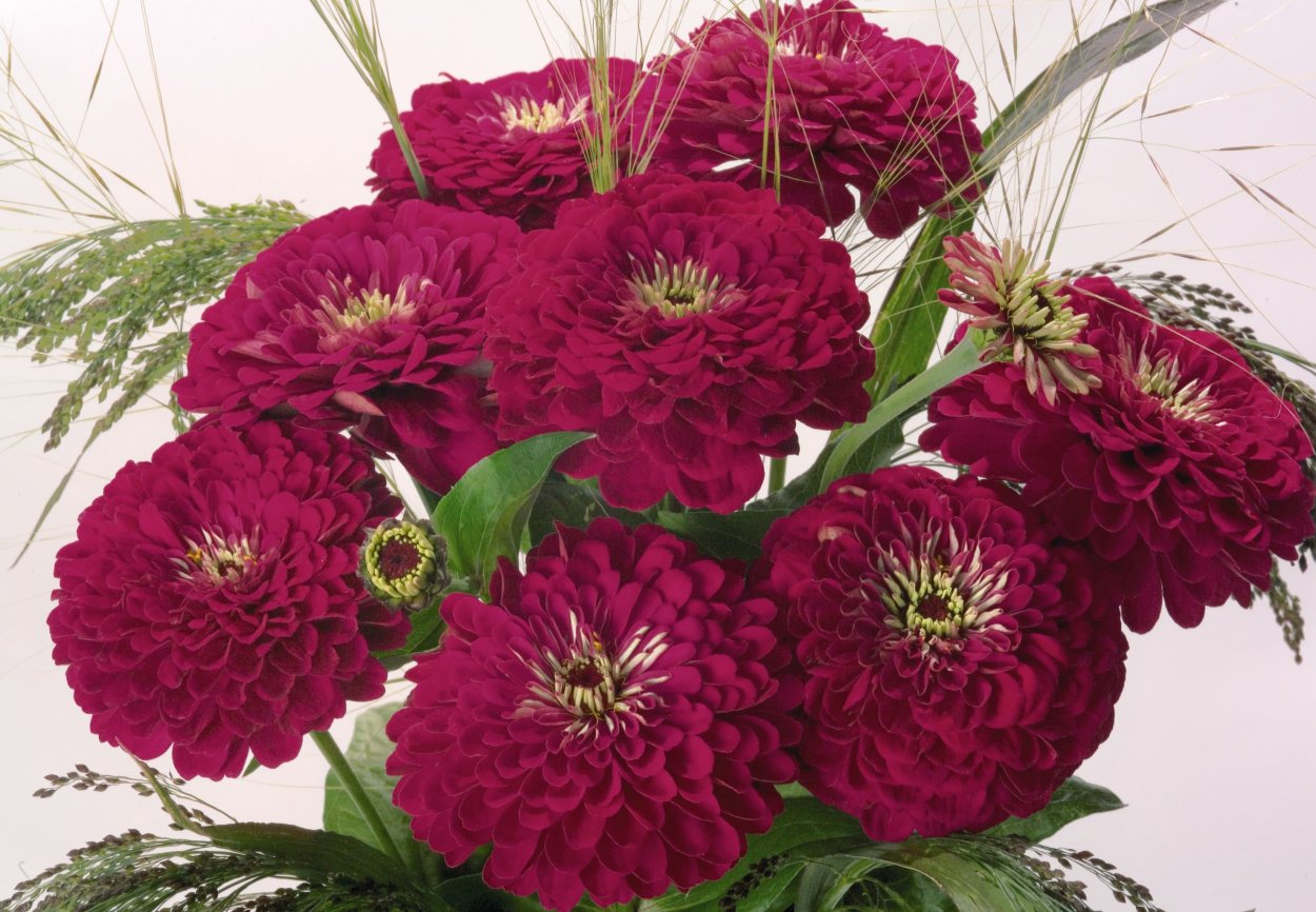 Цинния изящная (Zinnia elegans)