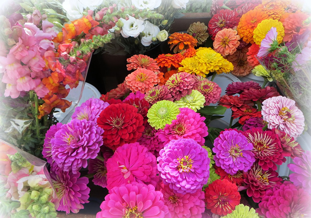 Цинии пионовидные