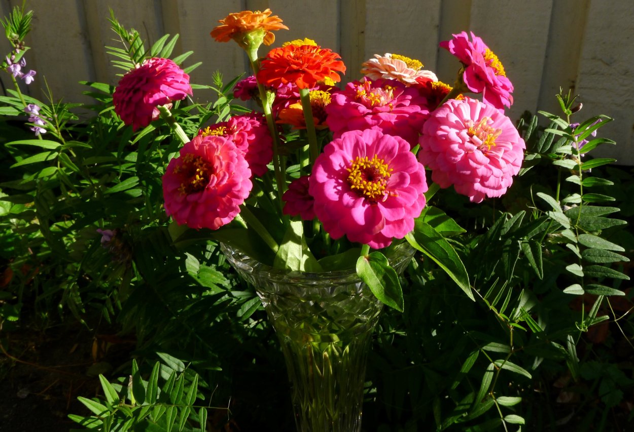 Майори цветы