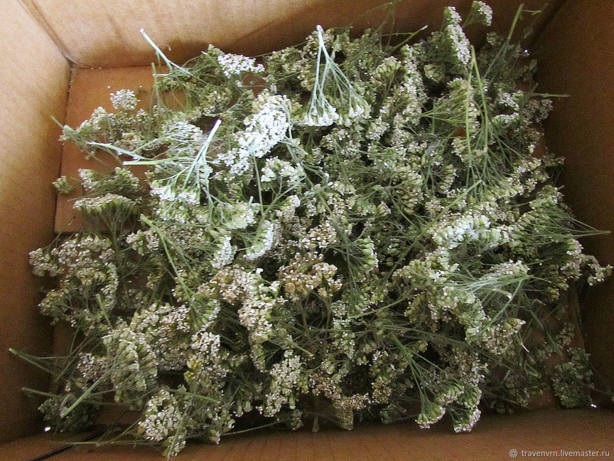 Тысячелистник засушенный банка