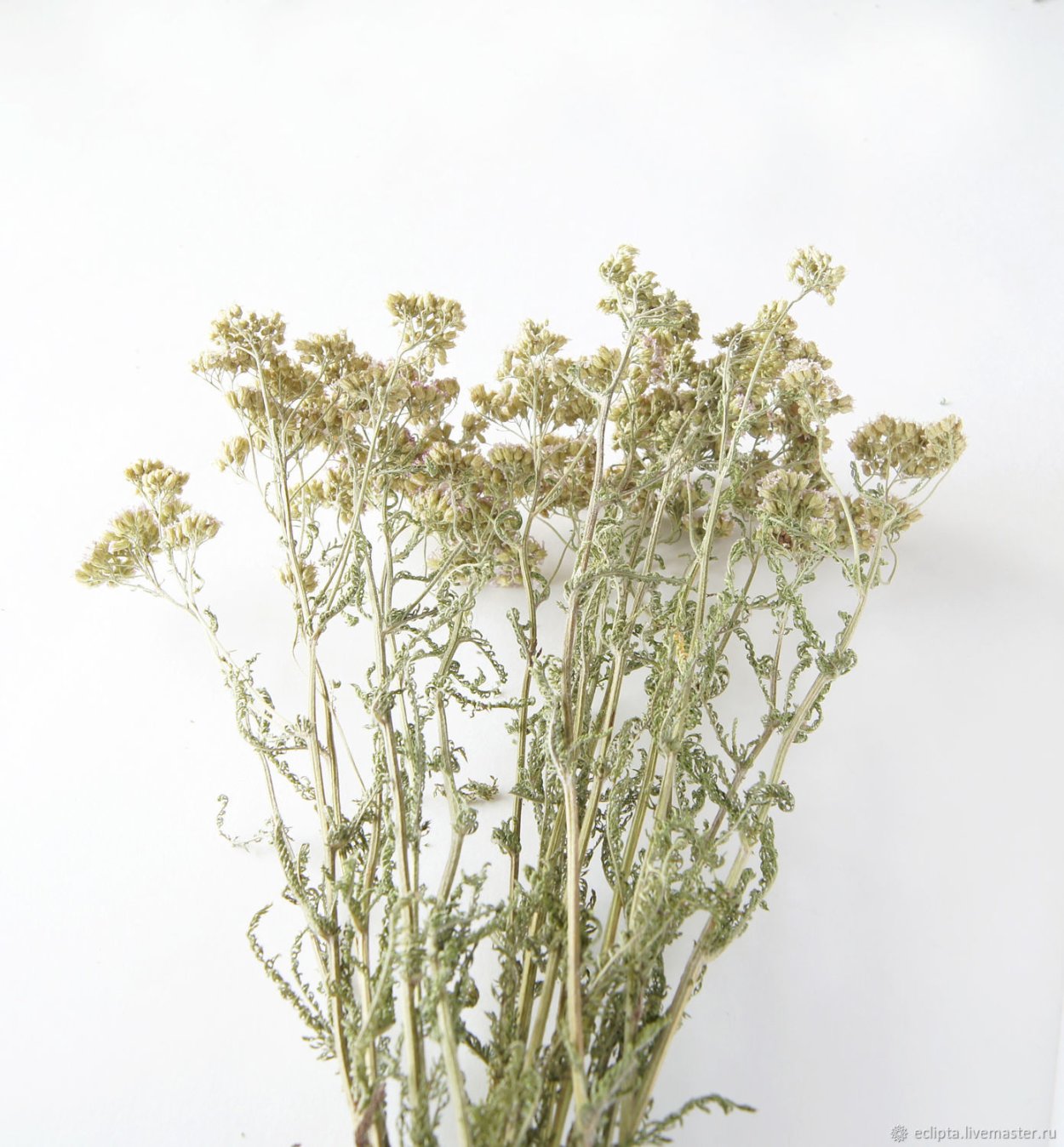 Тысячелистник обыкновенный сырье