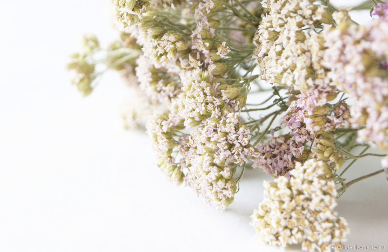 Тысячелистник обыкновенный настой