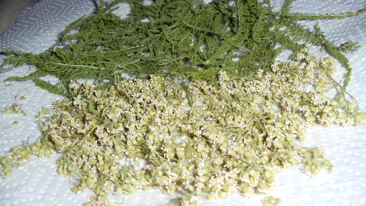 Тысячелистник обыкновенный сырье