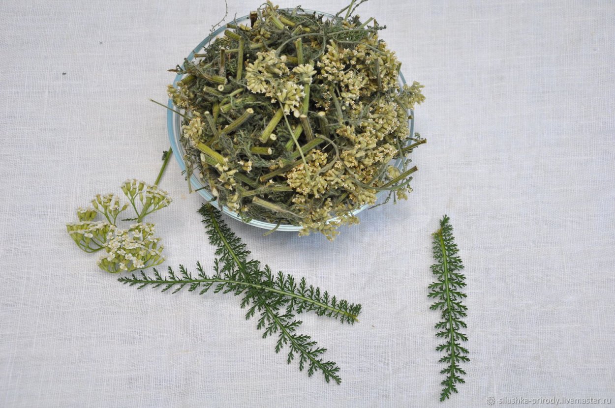 Тысячелистник Жемчужница сухоцвет