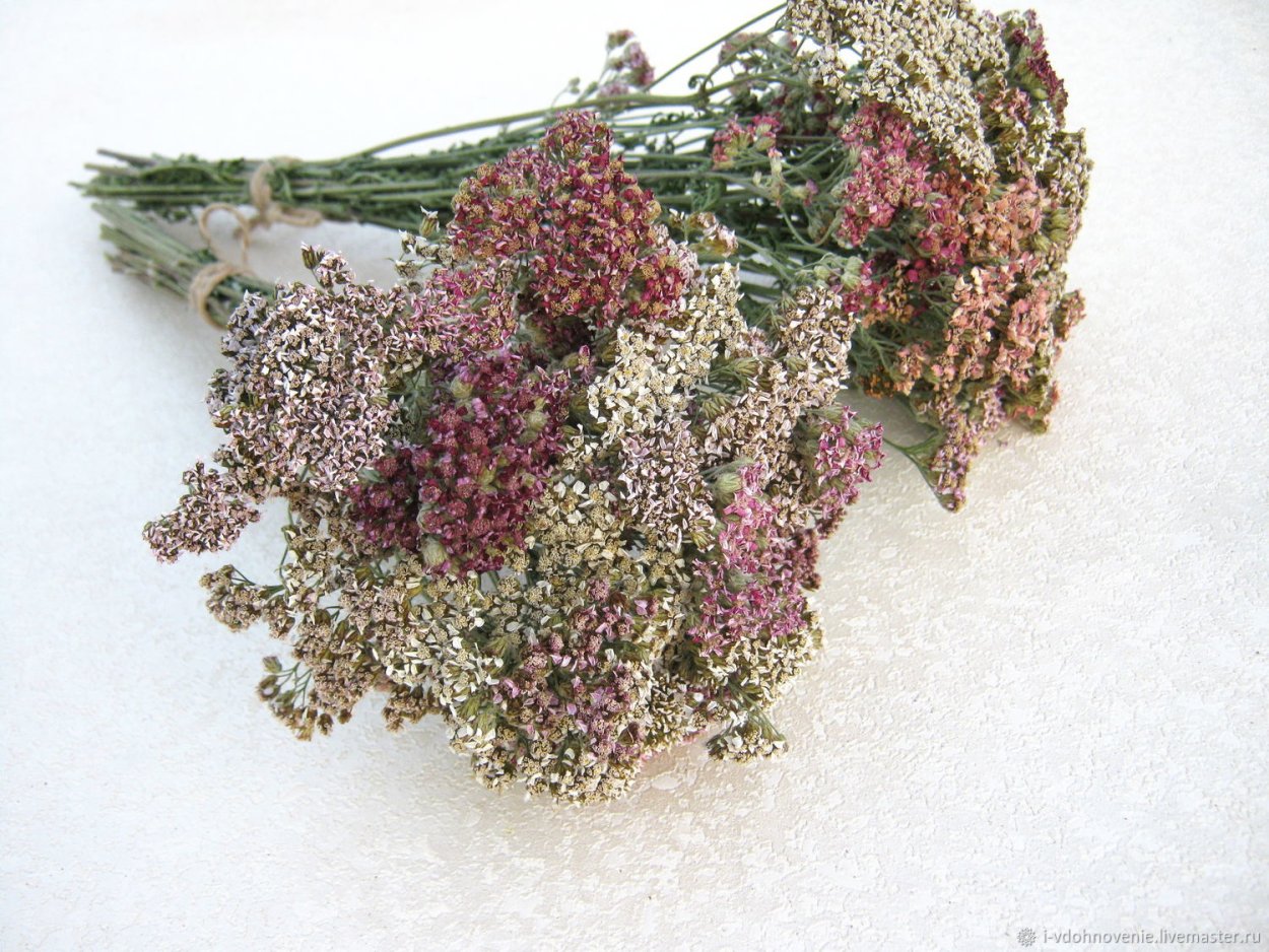 Трава тысячелистника ЛРС