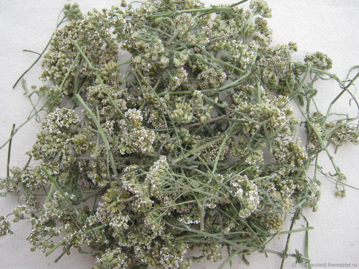 Тысячелистник трава сушеная
