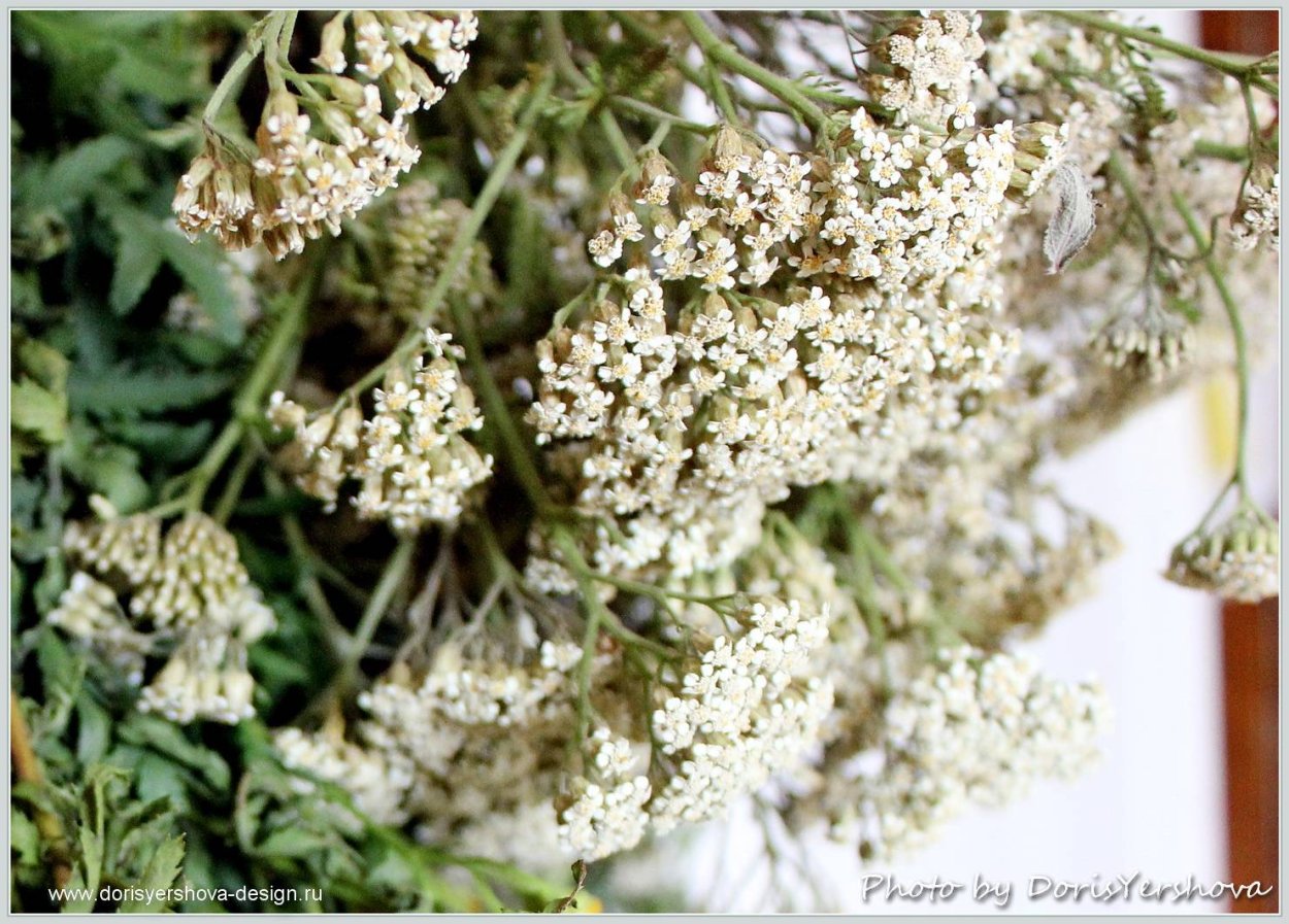 Тысячелистник ЛРС