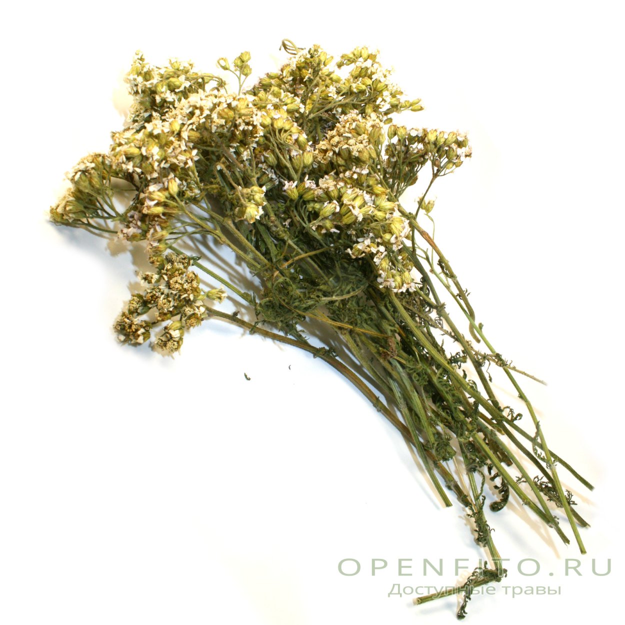 Тысячелистник обыкновенный сырье
