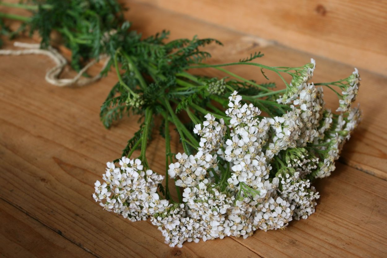 Тысячелистник таволговый сухоцвет