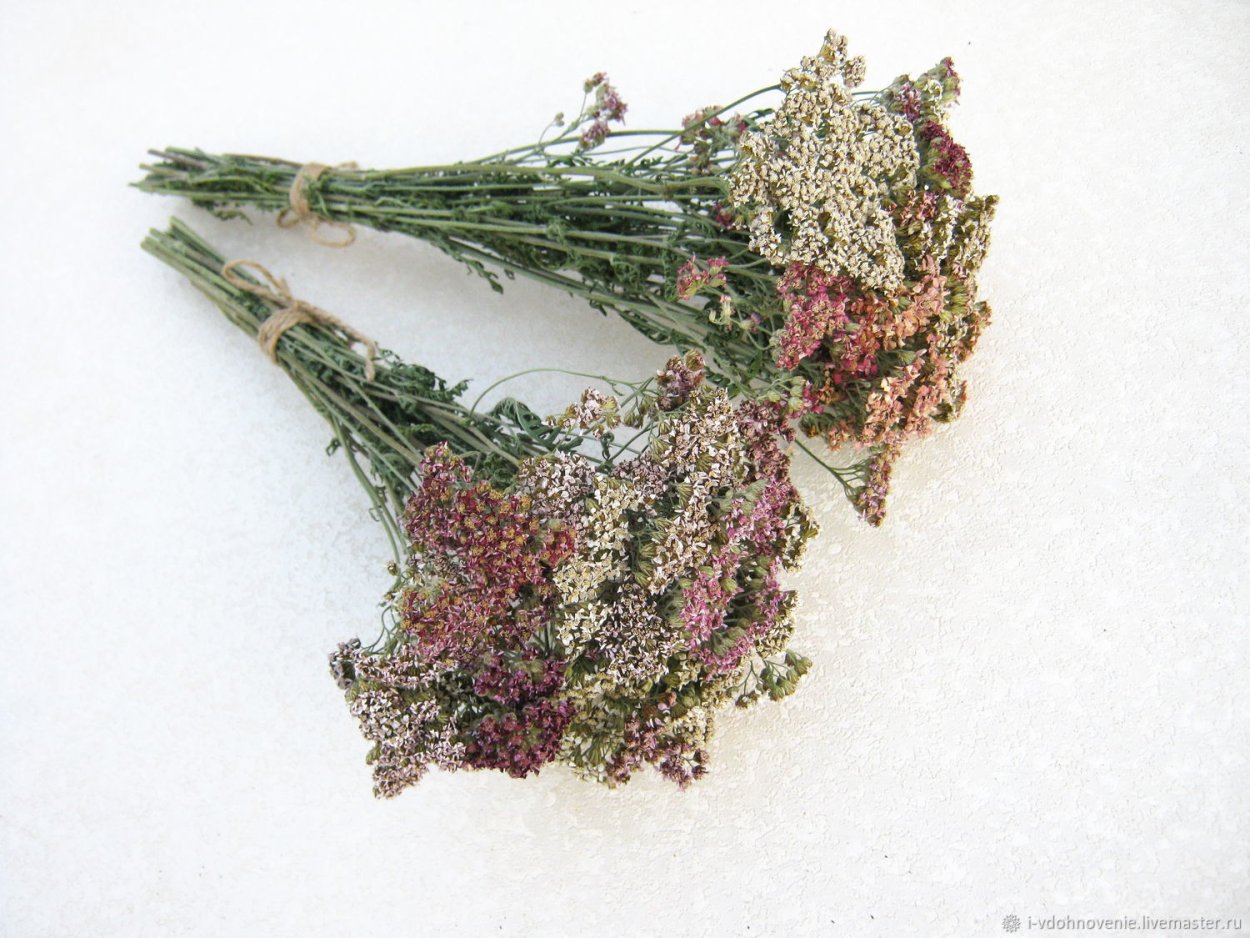 Пижма обыкновенная сушеная