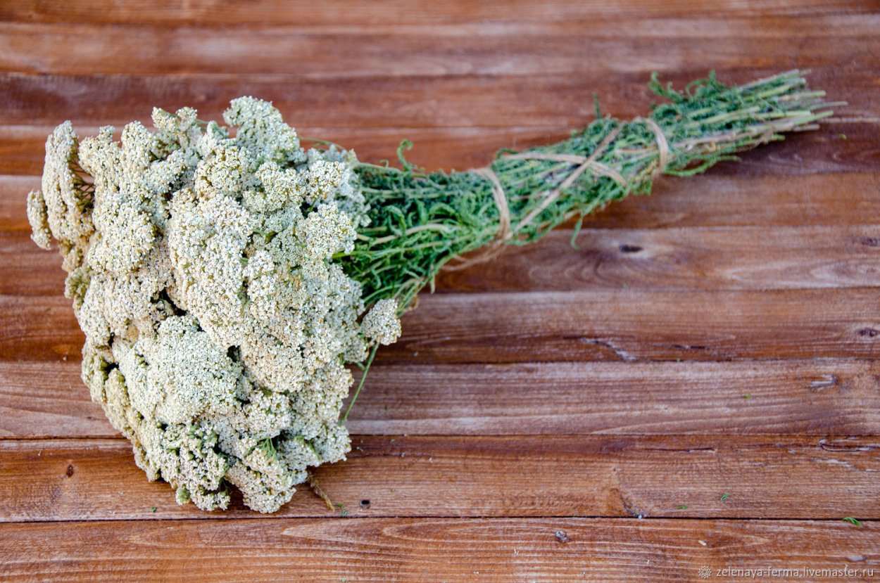 Тысячелистник обыкновенный ЛРС