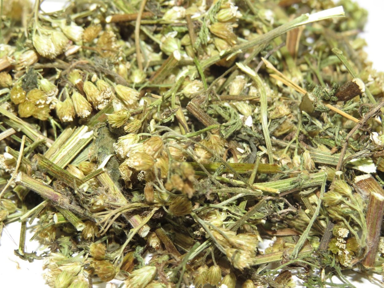 Тысячелистник обыкновенный ЛРС