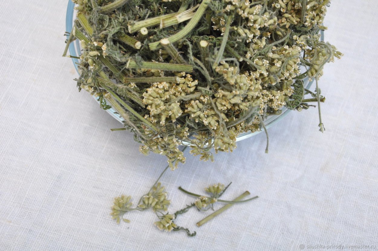 Тысячелистник натуральный сухоцвет в букете